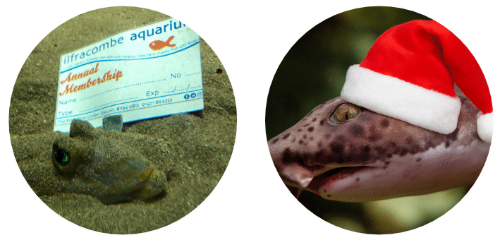 The Ilfracombe Aquarium