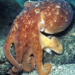 Octopus at Ilfracombe Aquarium